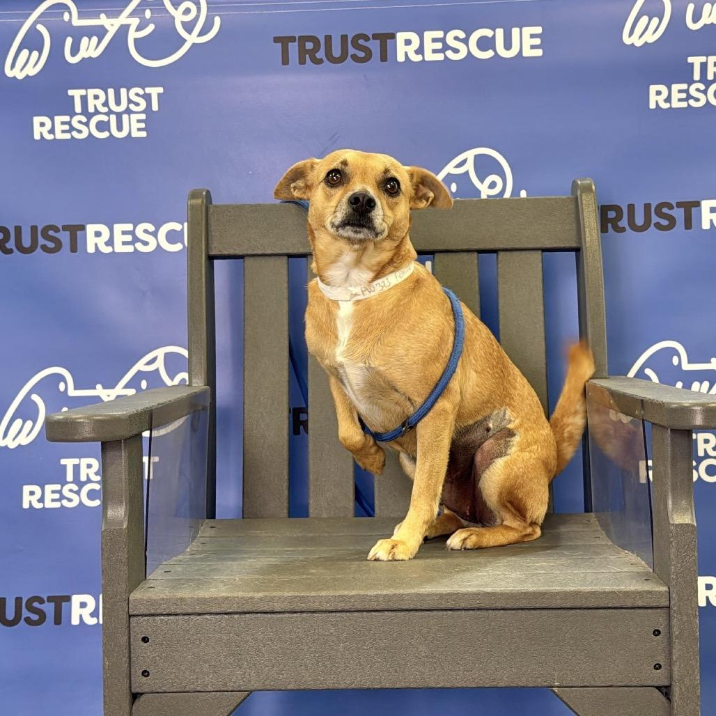 Enlarge AVA, a Adoptable mixed breed in Atco, NJ image 5/6