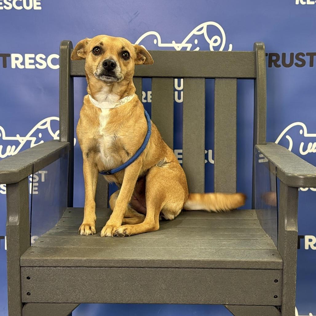 Enlarge AVA, a Adoptable mixed breed in Atco, NJ image 6/6