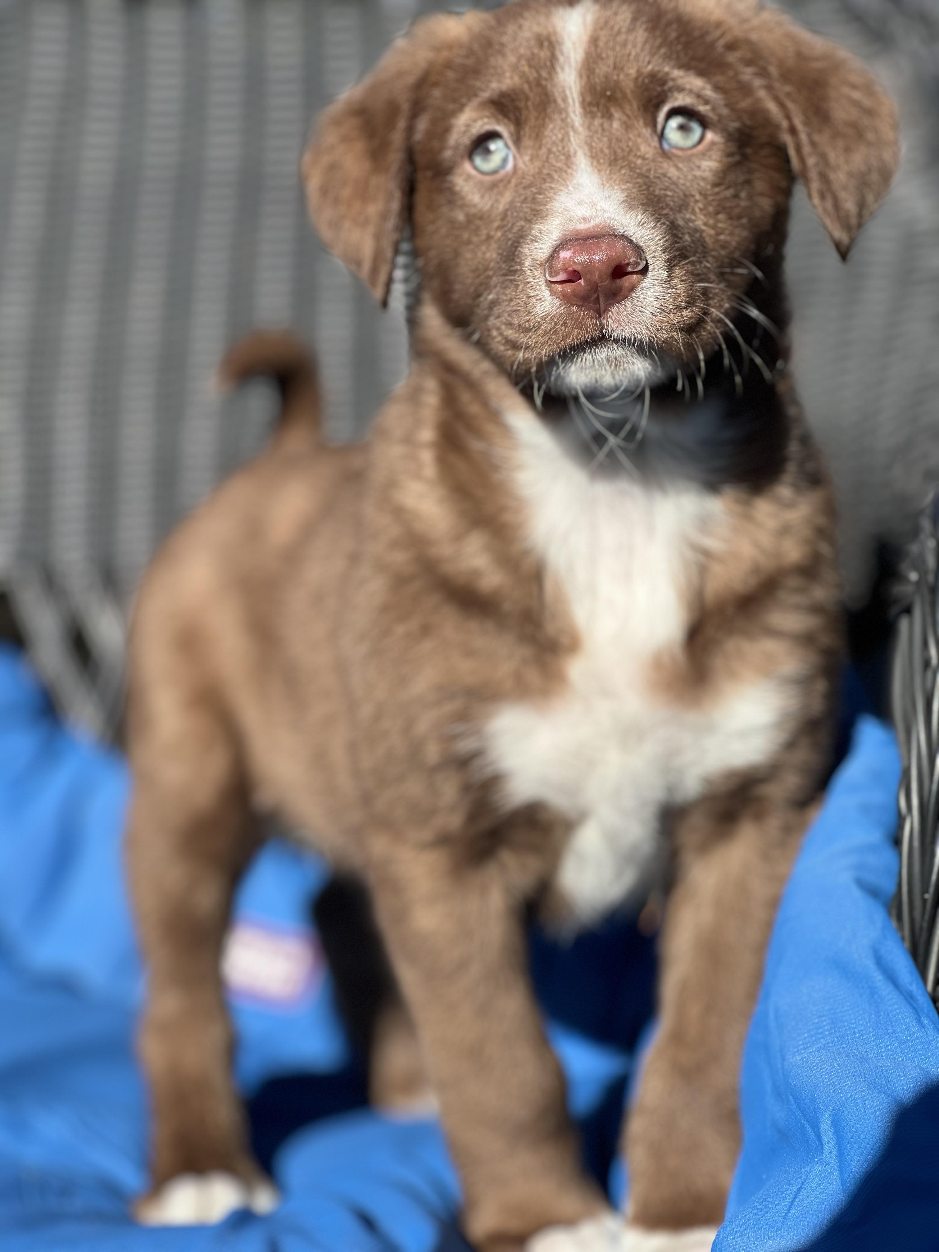 Enlarge Ranger—ADOPTION PENDING!, a ADOPTABLE mixed breed in Mt Pleasant, SC image 5/6