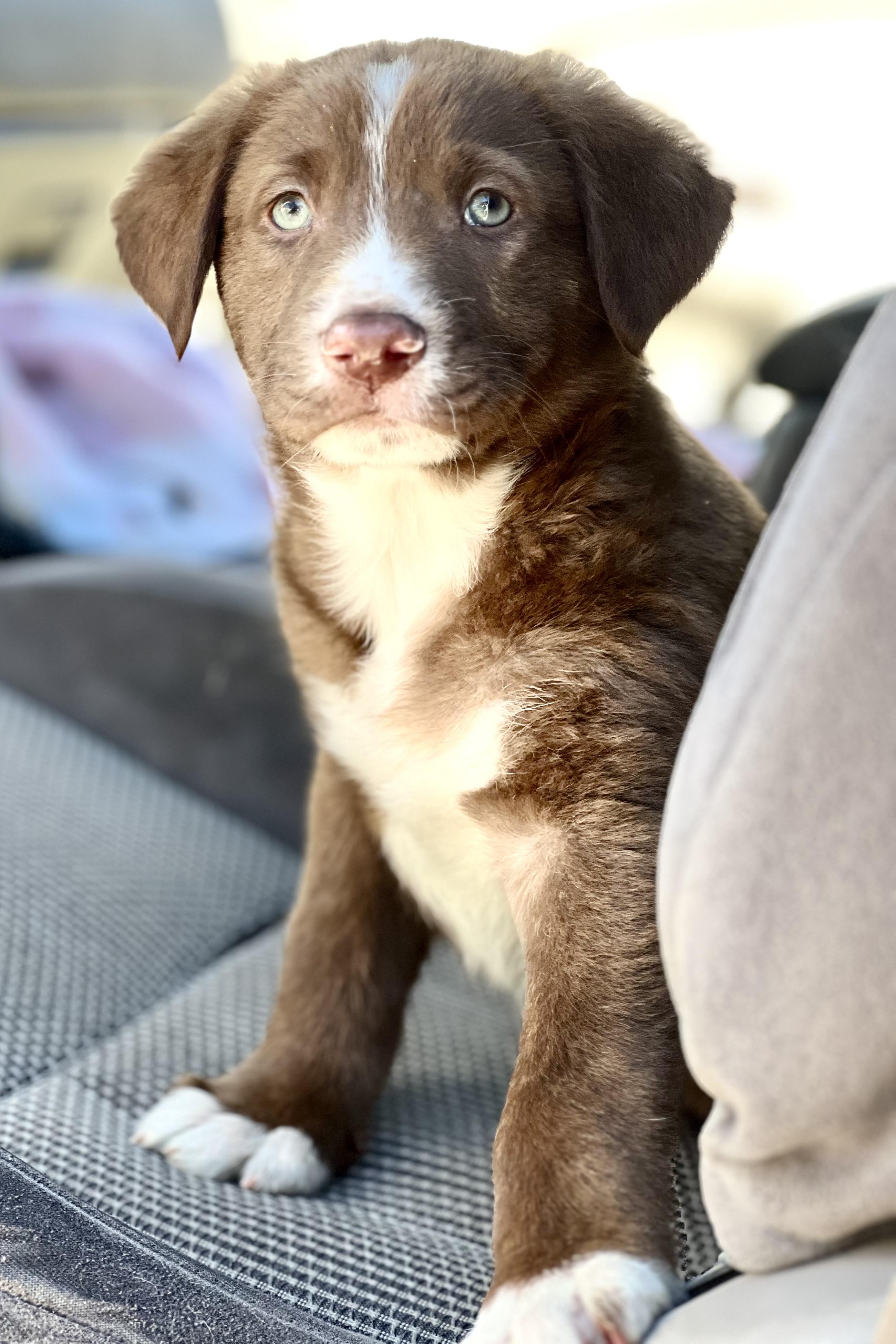 Enlarge Ranger—ADOPTION PENDING!, a ADOPTABLE mixed breed in Mt Pleasant, SC image 4/6