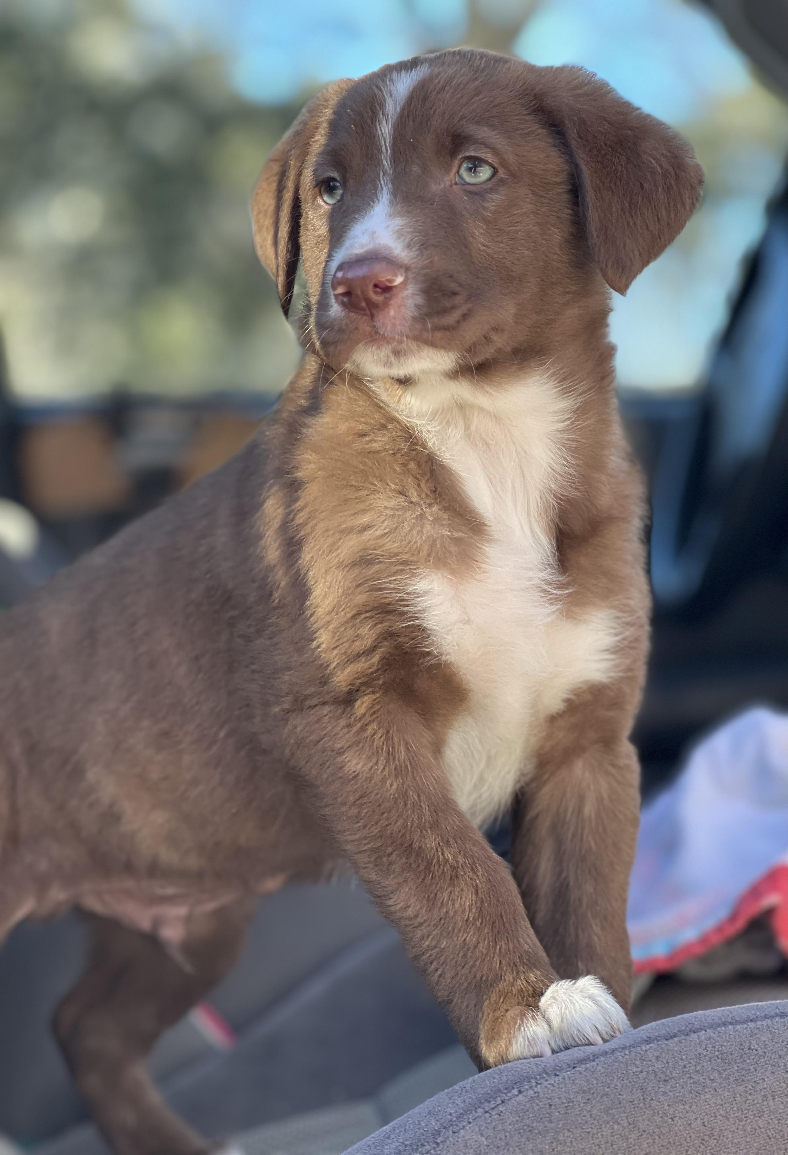 Enlarge Ranger—ADOPTION PENDING!, a ADOPTABLE mixed breed in Mt Pleasant, SC image 2/6