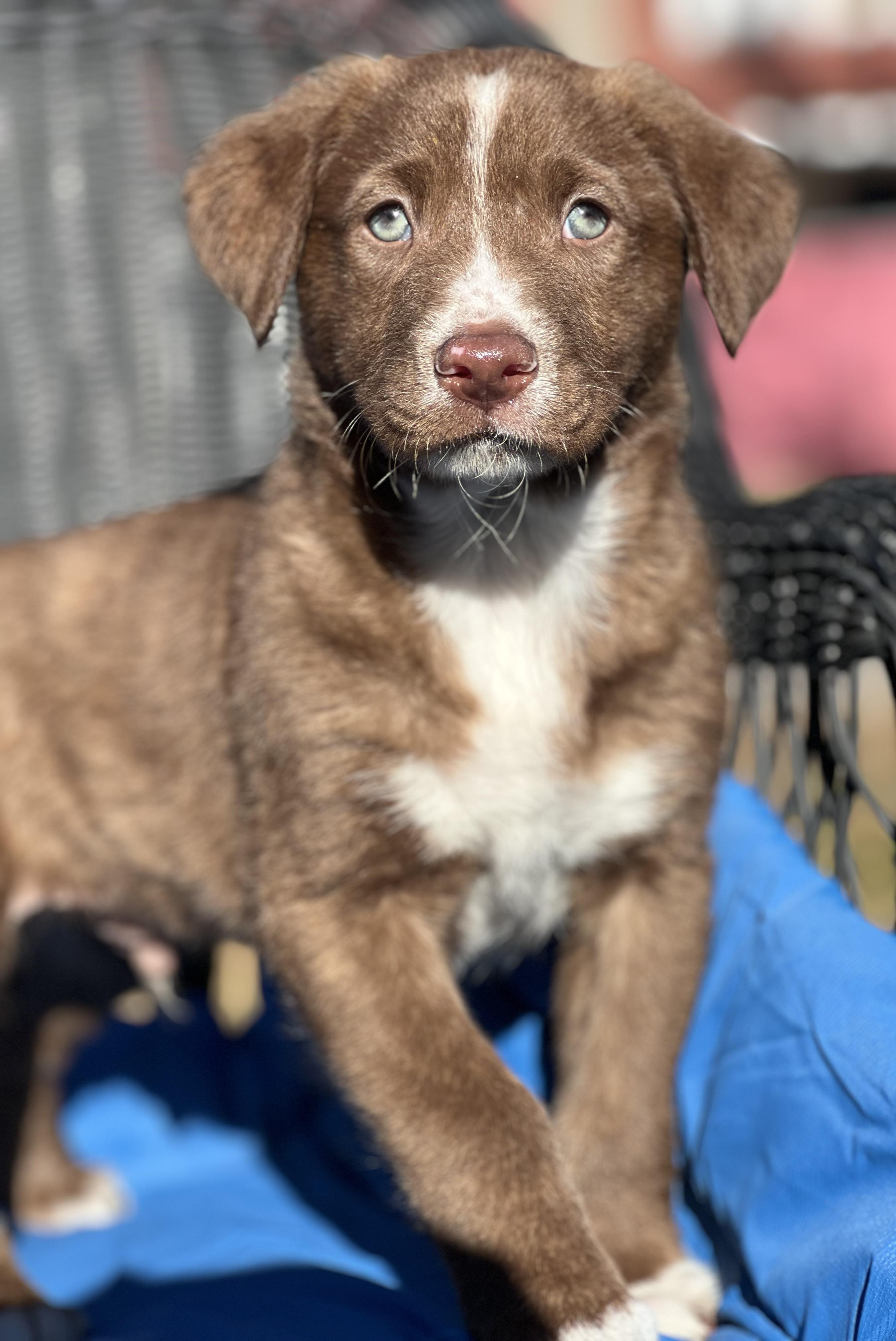 Enlarge Ranger—ADOPTION PENDING!, a ADOPTABLE mixed breed in Mt Pleasant, SC image 1/6