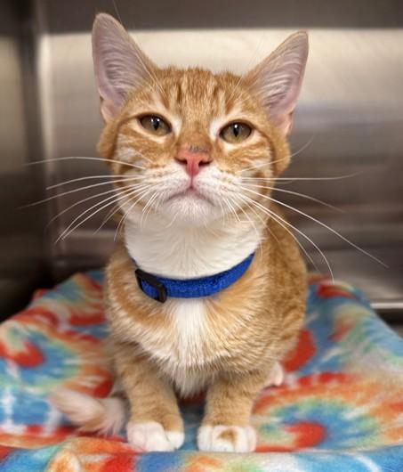 Enlarge Peanut, a Adoptable Domestic Short Hair in Neosho, MO image 1/1