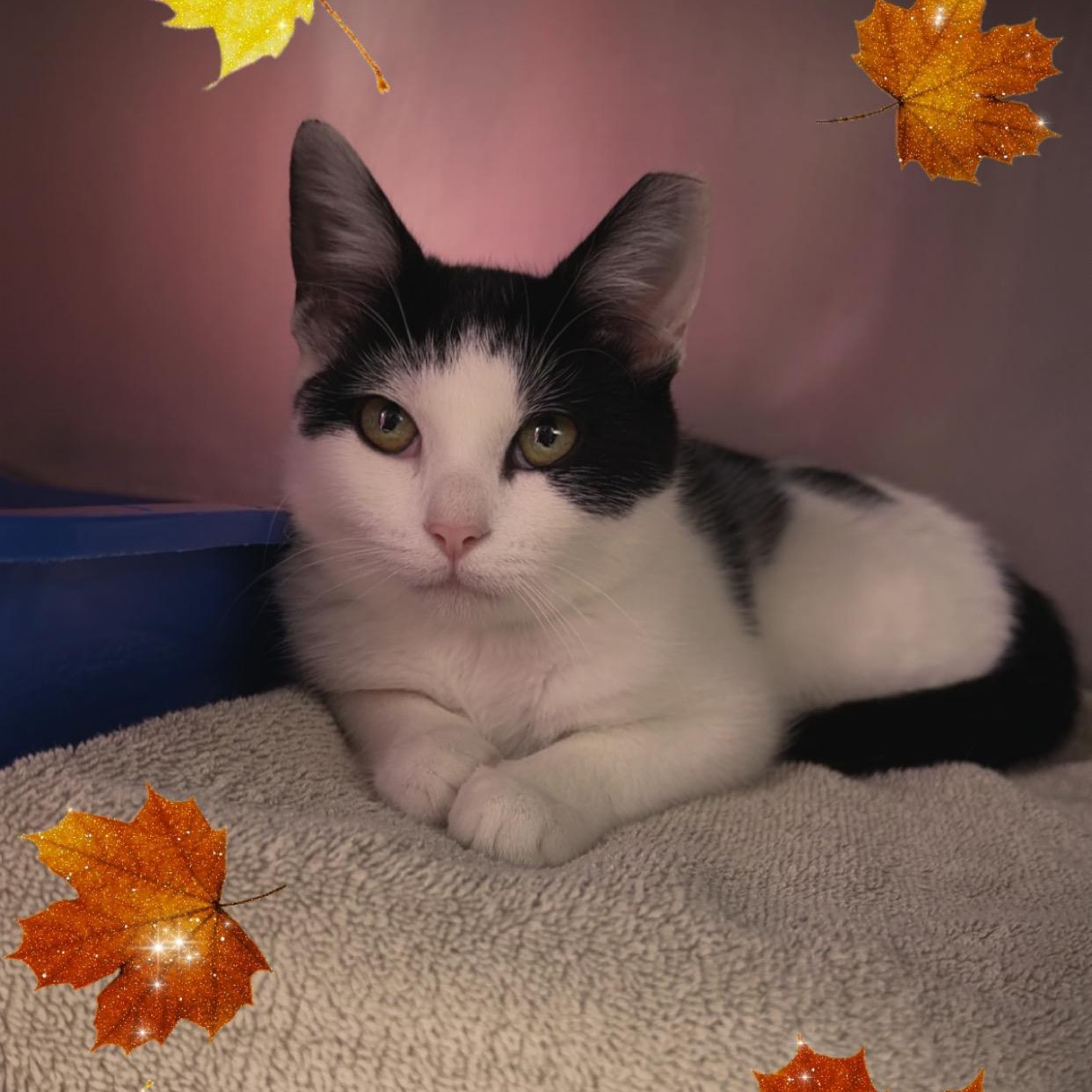 Enlarge Taffy, a Adoptable Domestic Short Hair in Clifton, NJ image 3/3