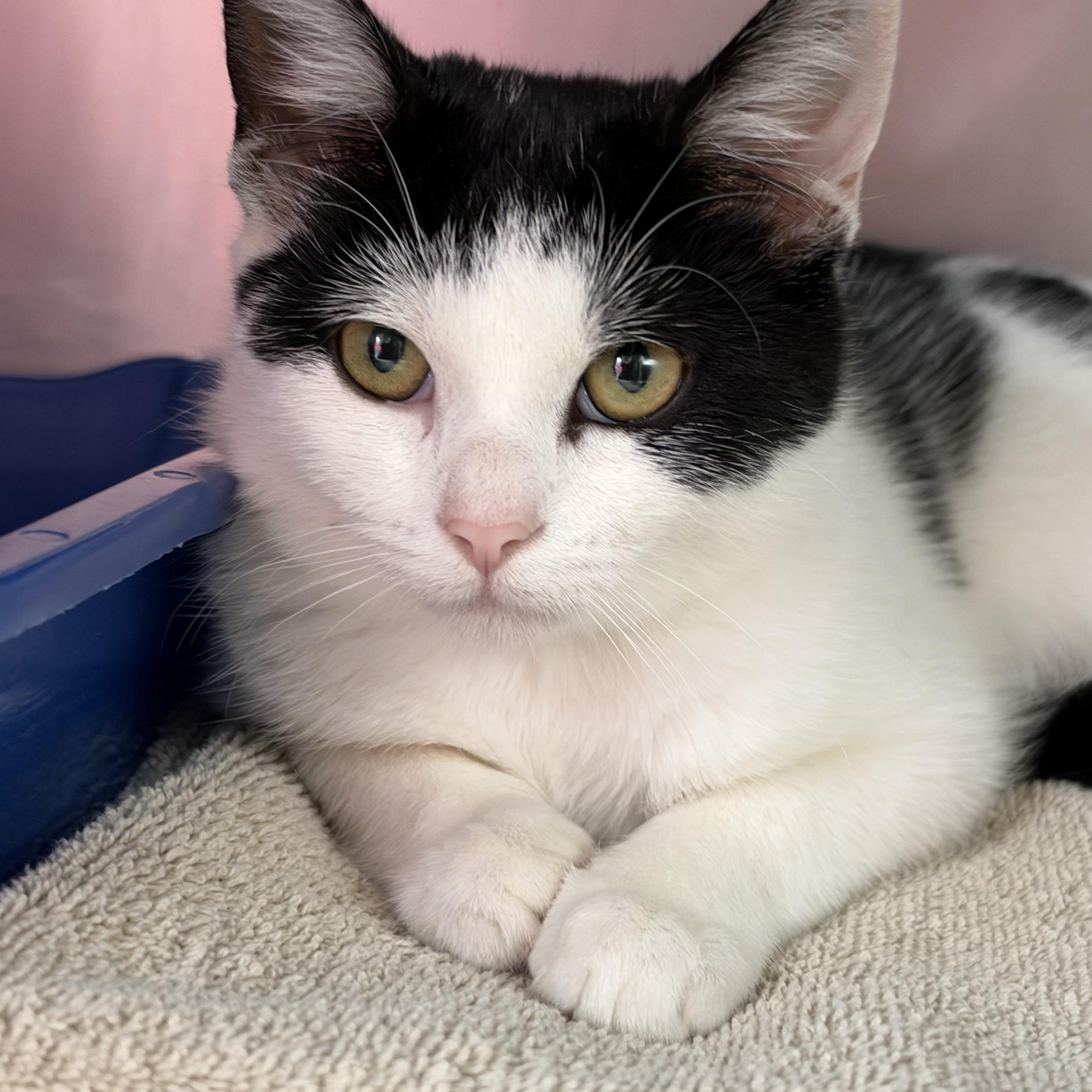 Enlarge Taffy, a Adoptable Domestic Short Hair in Clifton, NJ image 2/3