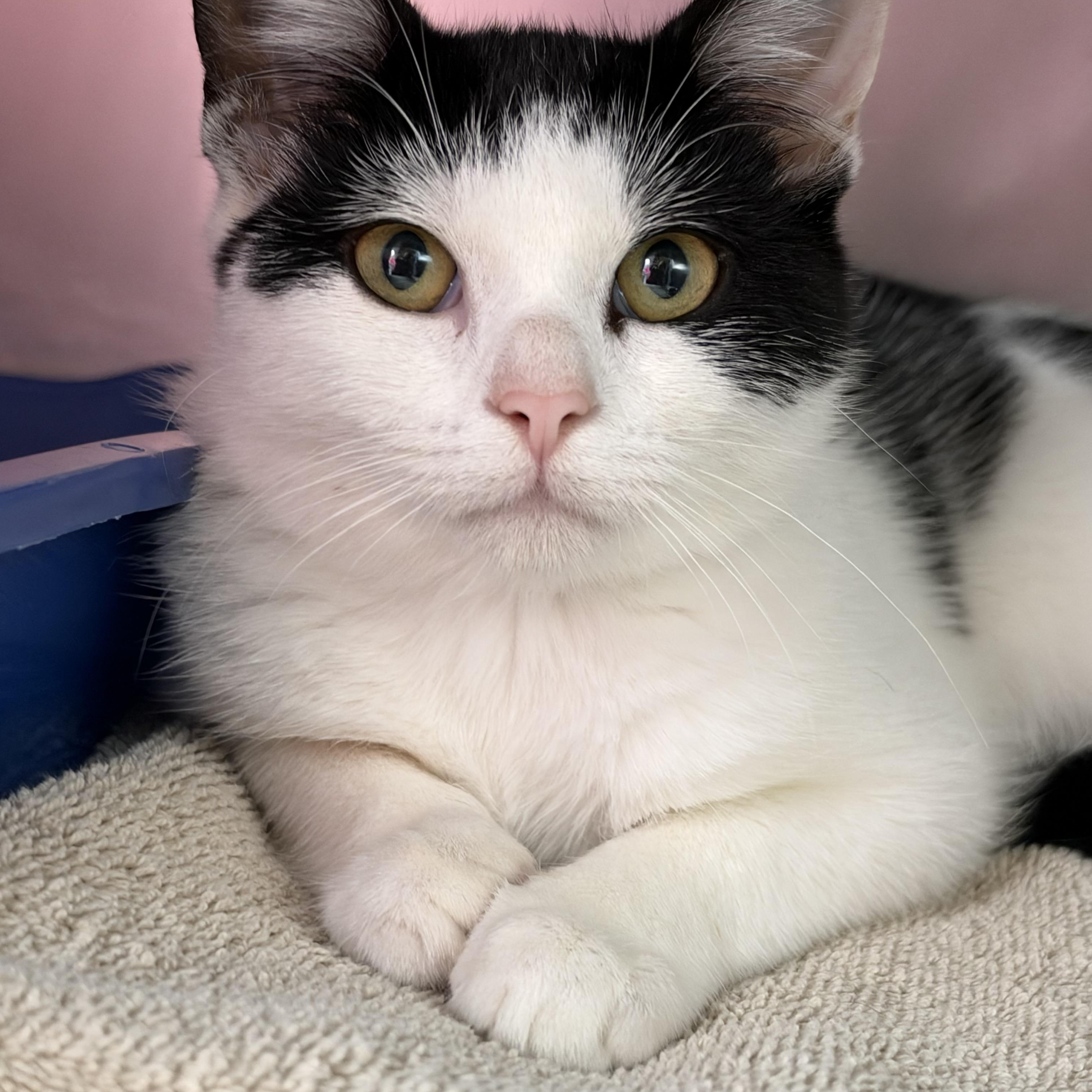 Taffy, Adoptable, Kitten Male Domestic Short Hair.