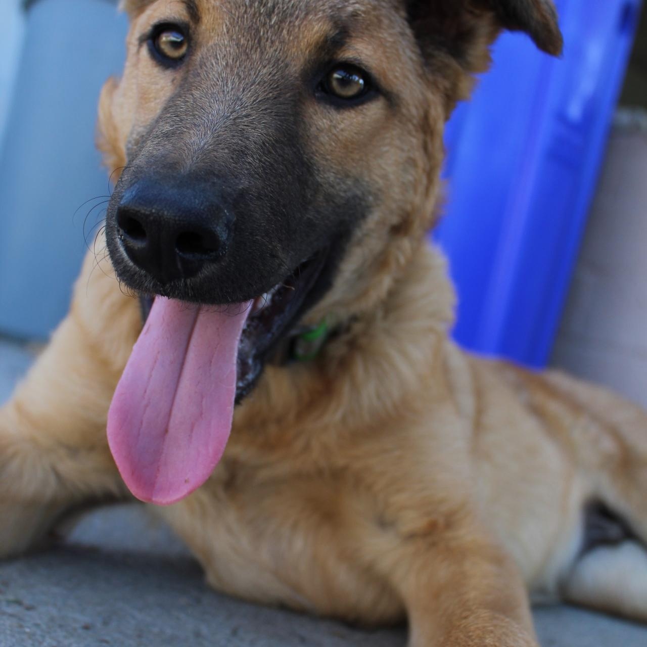 Enlarge Simba , a ADOPTABLE mixed breed in Rialto, CA image 3/3