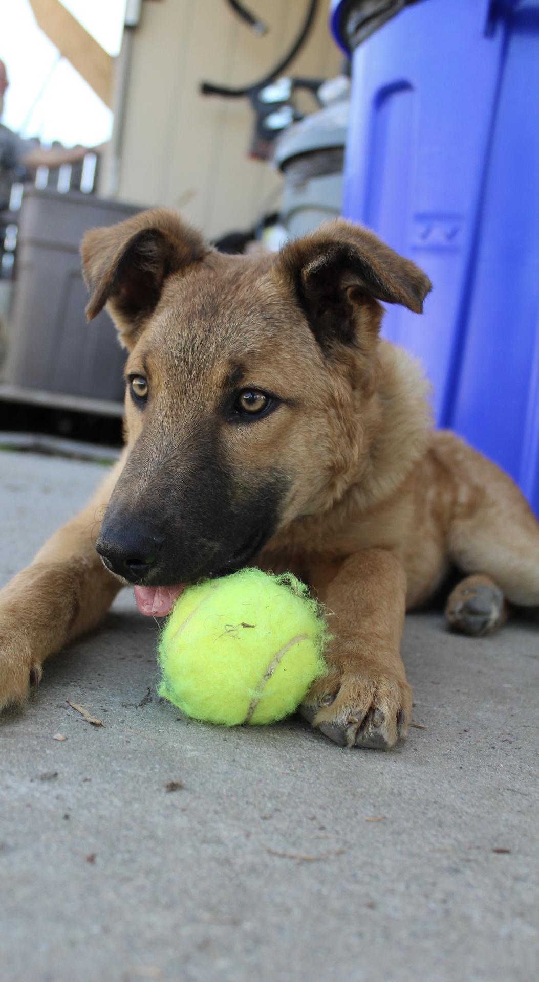 Simba , ADOPTABLE, Puppy Male Belgian Shepherd / Malinois & Border Collie.