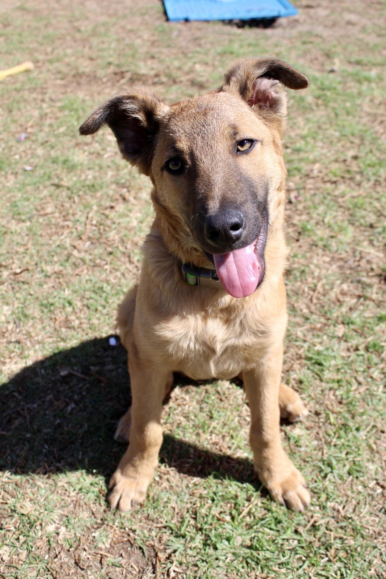 Enlarge Simba , a ADOPTABLE mixed breed in Rialto, CA image 2/3