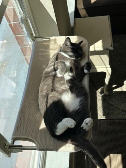 Odette, Adoptable, Young Female Domestic Short Hair & Domestic Short Hair.