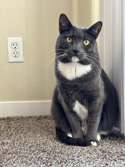 Enlarge Odette, a Adoptable Domestic Short Hair in Bellevue, WA image 2/3