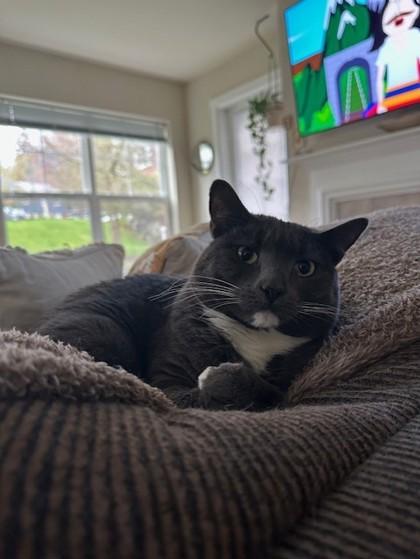 Enlarge Odette, a Adoptable Domestic Short Hair in Bellevue, WA image 3/3