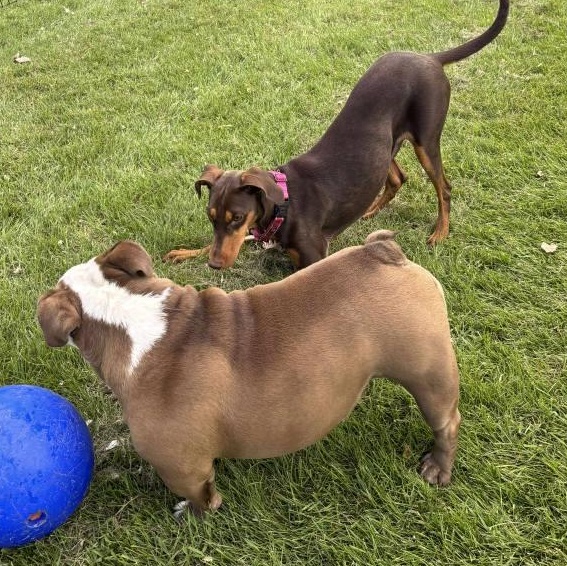 Mya Adoption Pending!