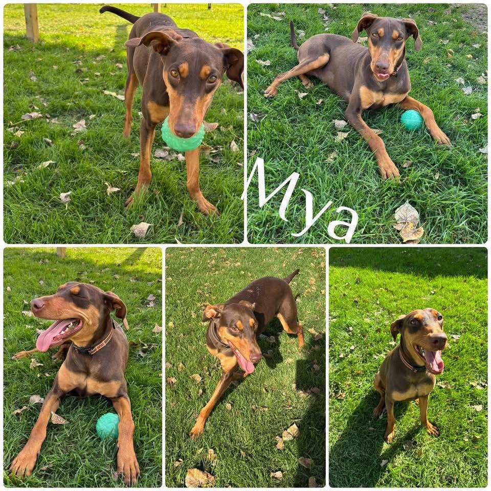 Mya, Adopted, Young Female Doberman Pinscher.