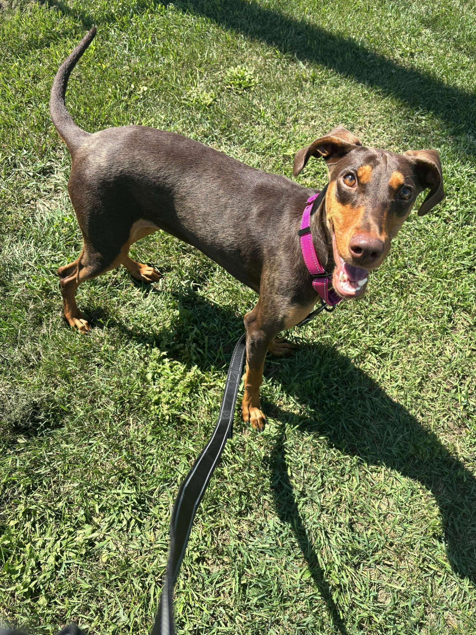 Mya, a Adopted Doberman Pinscher in Buffalo, MN image 2/3