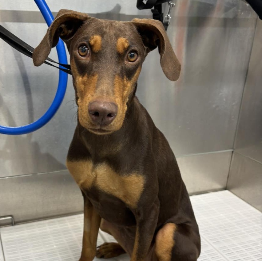 Mya Adoption Pending!