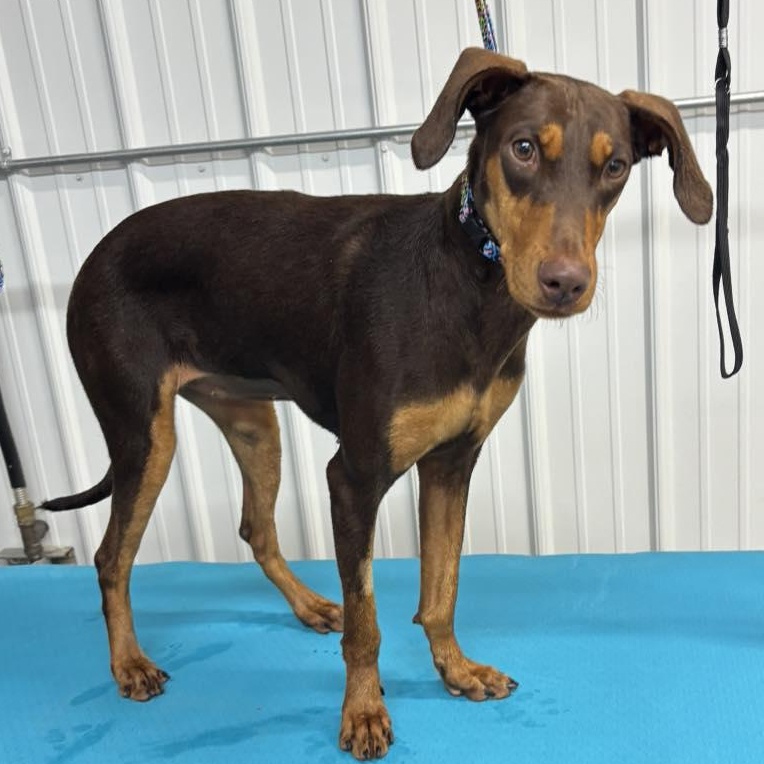 Mya Adoption Pending!