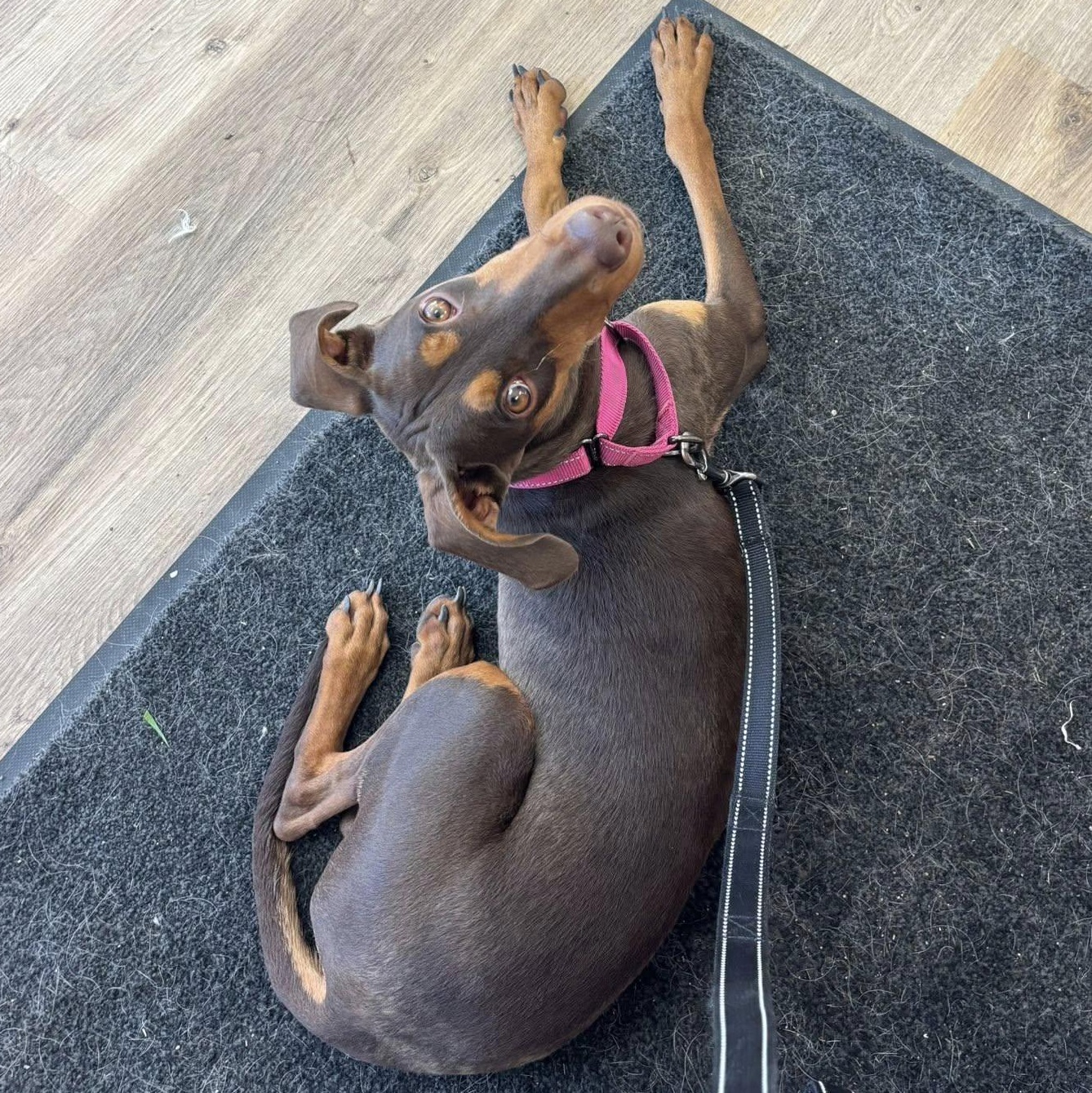 Mya Adoption Pending!