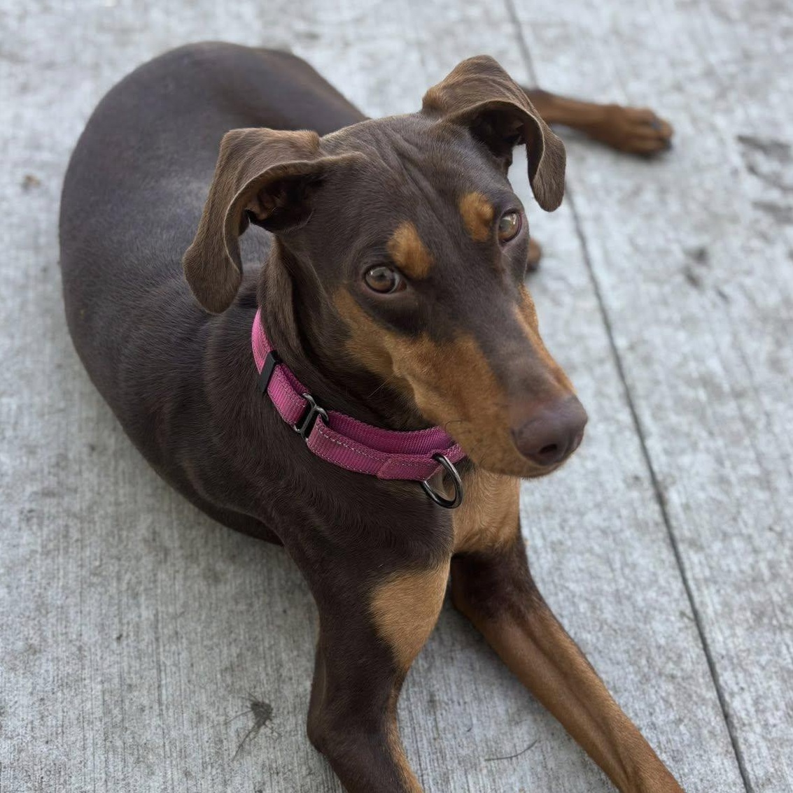 Mya Adoption Pending!