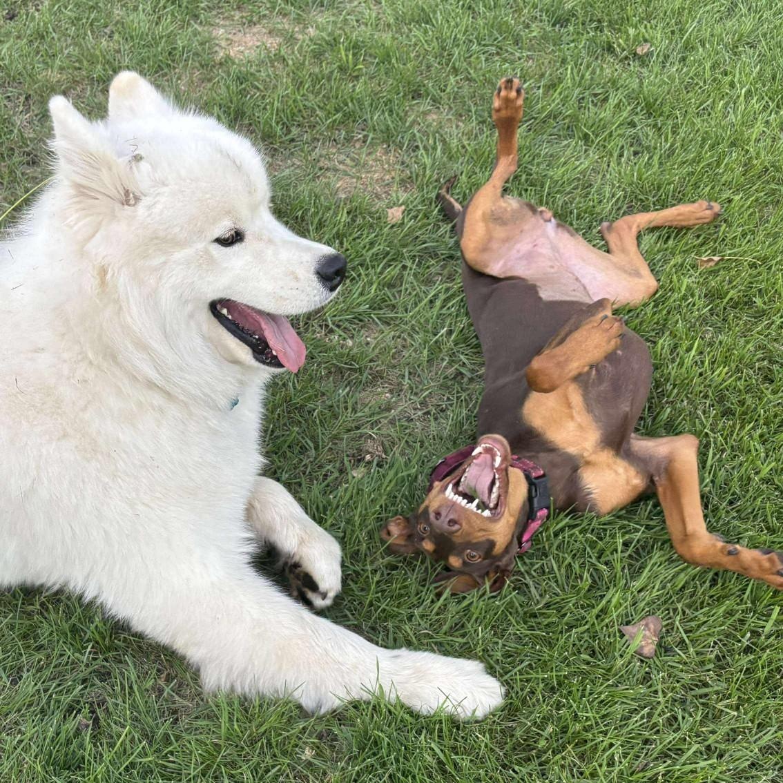 Mya Adoption Pending!