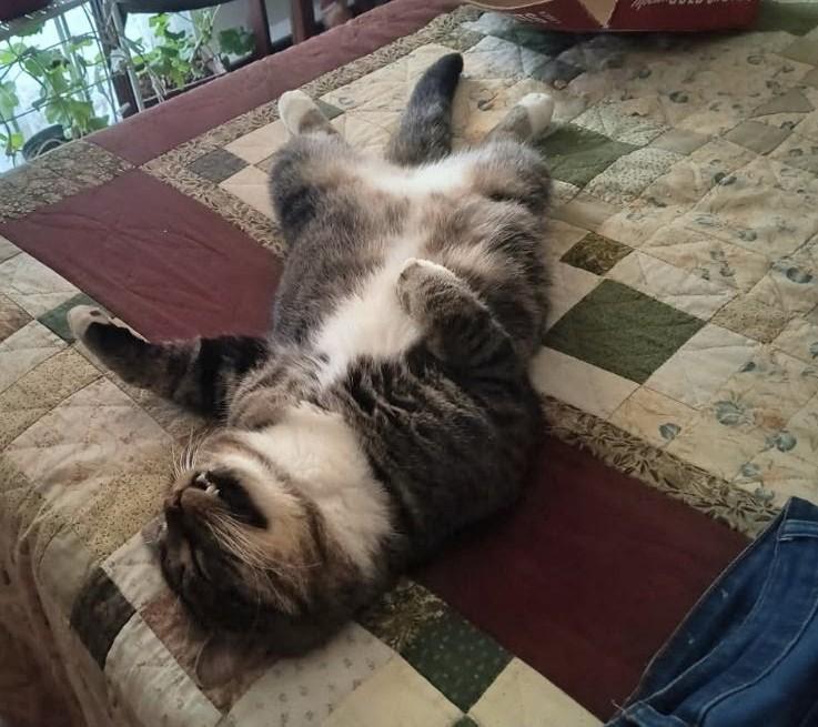 Enlarge Tom, an adopted Domestic Short Hair in Fredericton, NB image 5/6