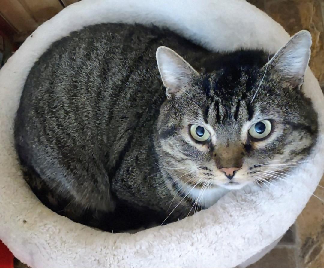 Enlarge Tom, an adopted Domestic Short Hair in Fredericton, NB image 6/6
