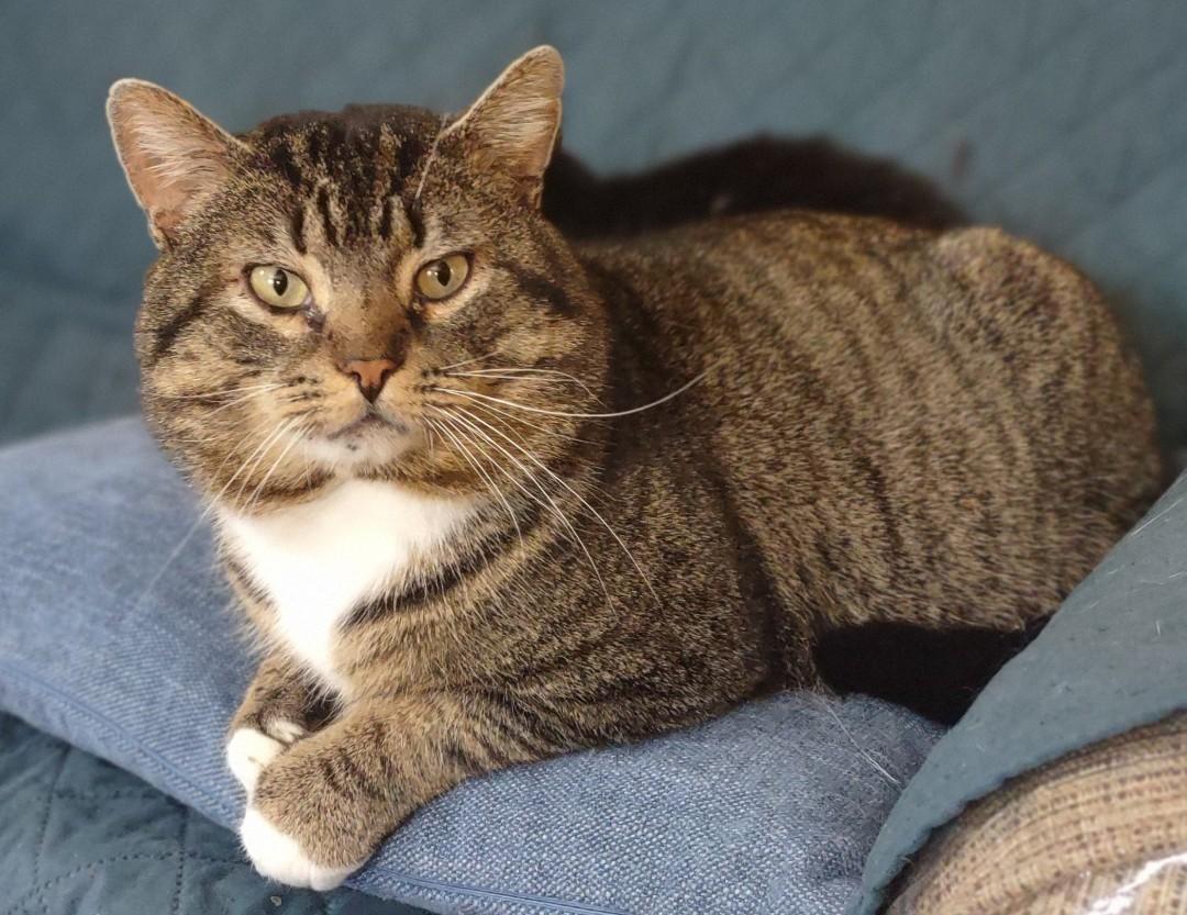 Enlarge Tom, an adopted Domestic Short Hair in Fredericton, NB image 4/6