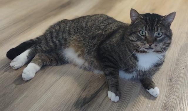 Enlarge Tom, an adopted Domestic Short Hair in Fredericton, NB image 2/6