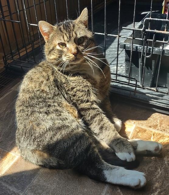 Enlarge Tom, an adopted Domestic Short Hair in Fredericton, NB image 1/6