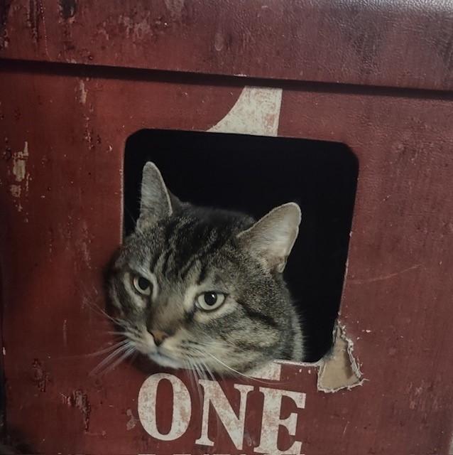 Enlarge Tom, an adopted Domestic Short Hair in Fredericton, NB image 3/6