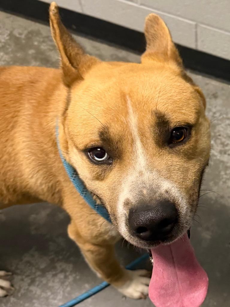 Toby, Adoptable, Adult Male Mixed Breed.