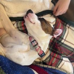 Artemis, a Adoptable mixed breed in COLUMBUS, OH image 4/6