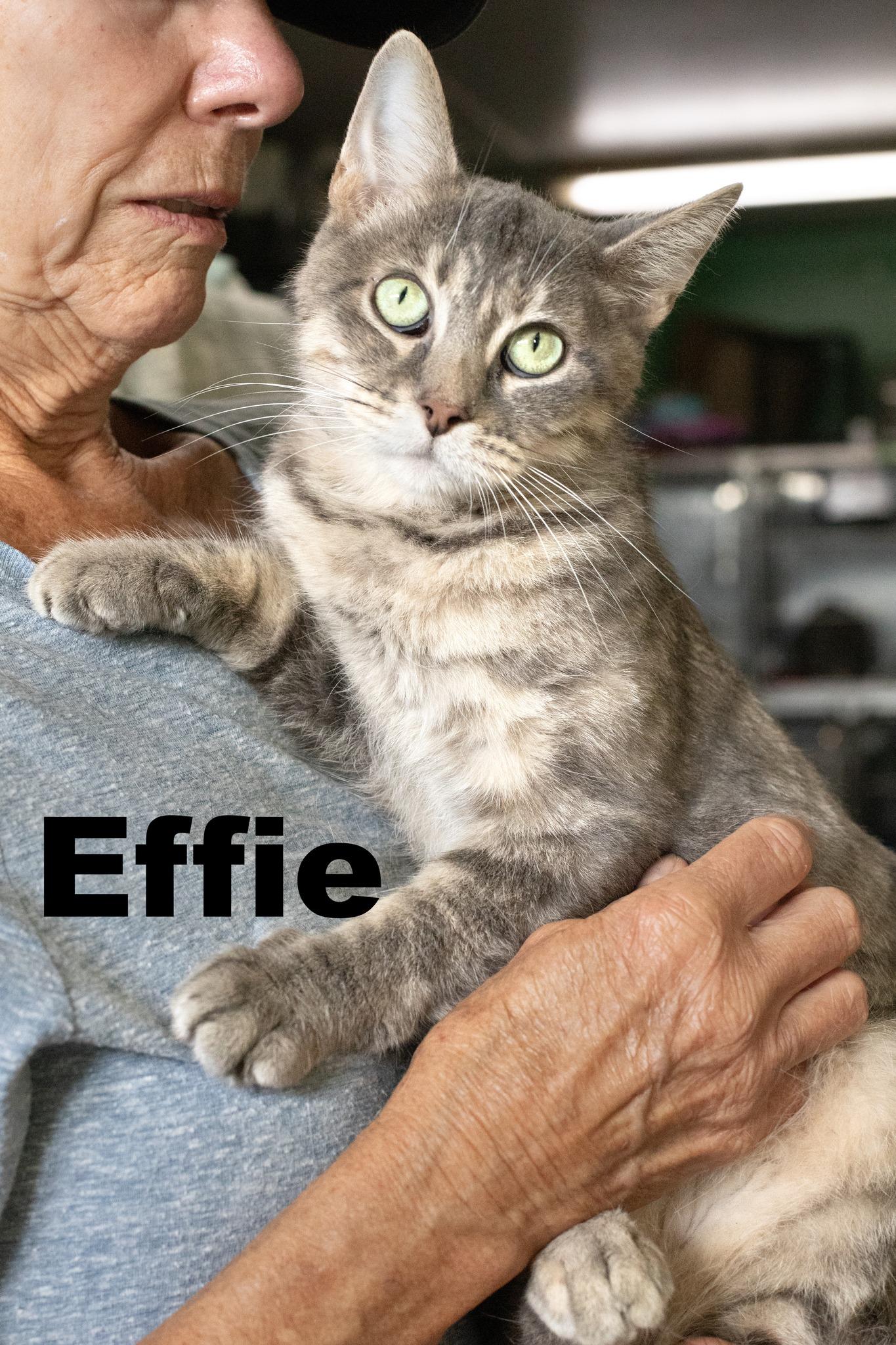 Effie, Adoptable, Adult Female Tabby.