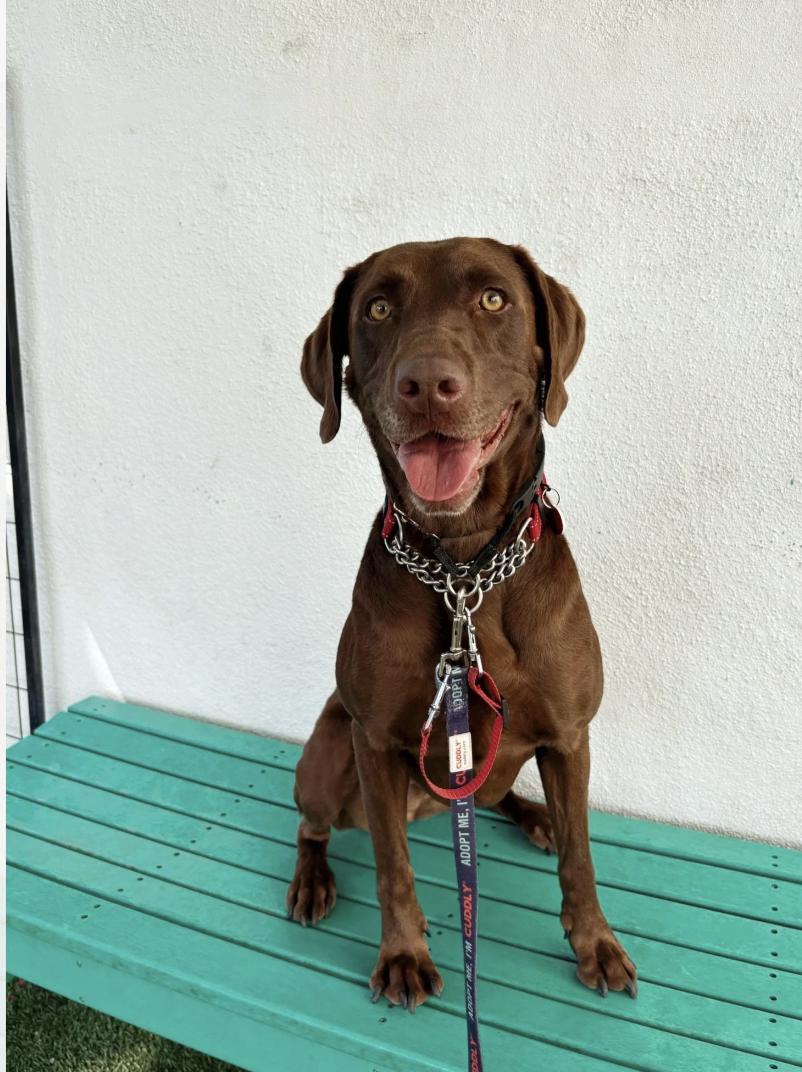 Enlarge Hazel, a Adoptable Chocolate Labrador Retriever in Los Angeles, CA image 1/1