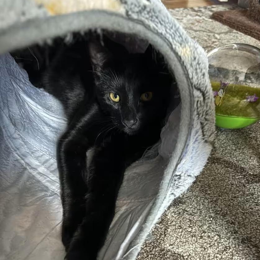 Enlarge Bucky, a ADOPTABLE Domestic Short Hair in Toms River, NJ image 4/4