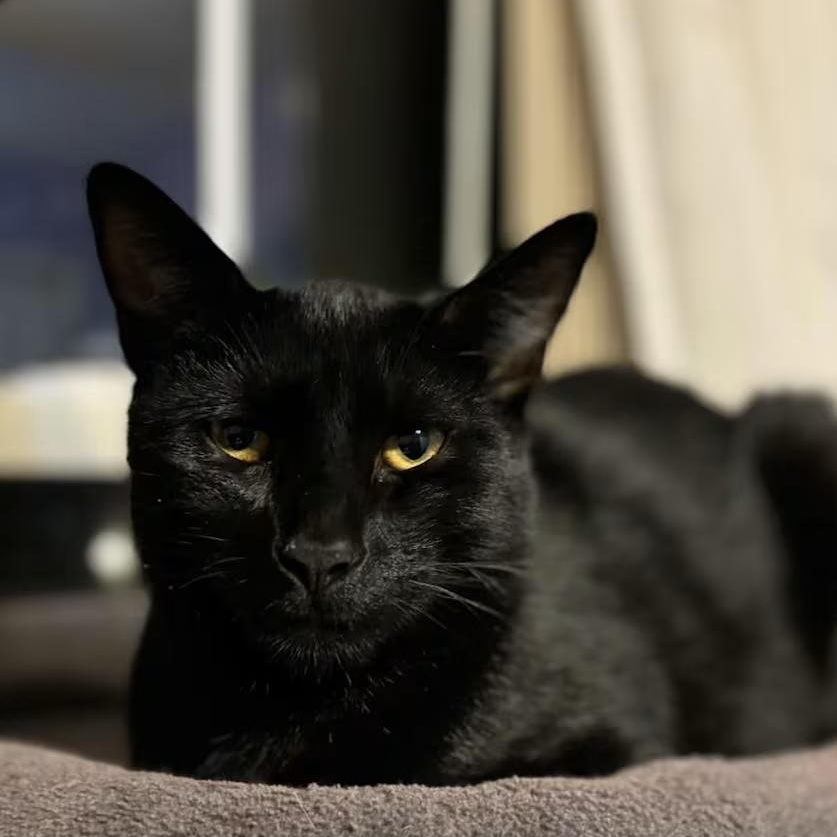 Enlarge Bucky, a ADOPTABLE Domestic Short Hair in Toms River, NJ image 3/4