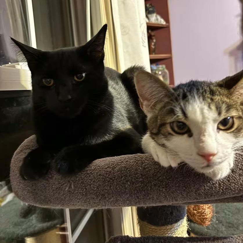 Enlarge Bucky, a ADOPTABLE Domestic Short Hair in Toms River, NJ image 2/4