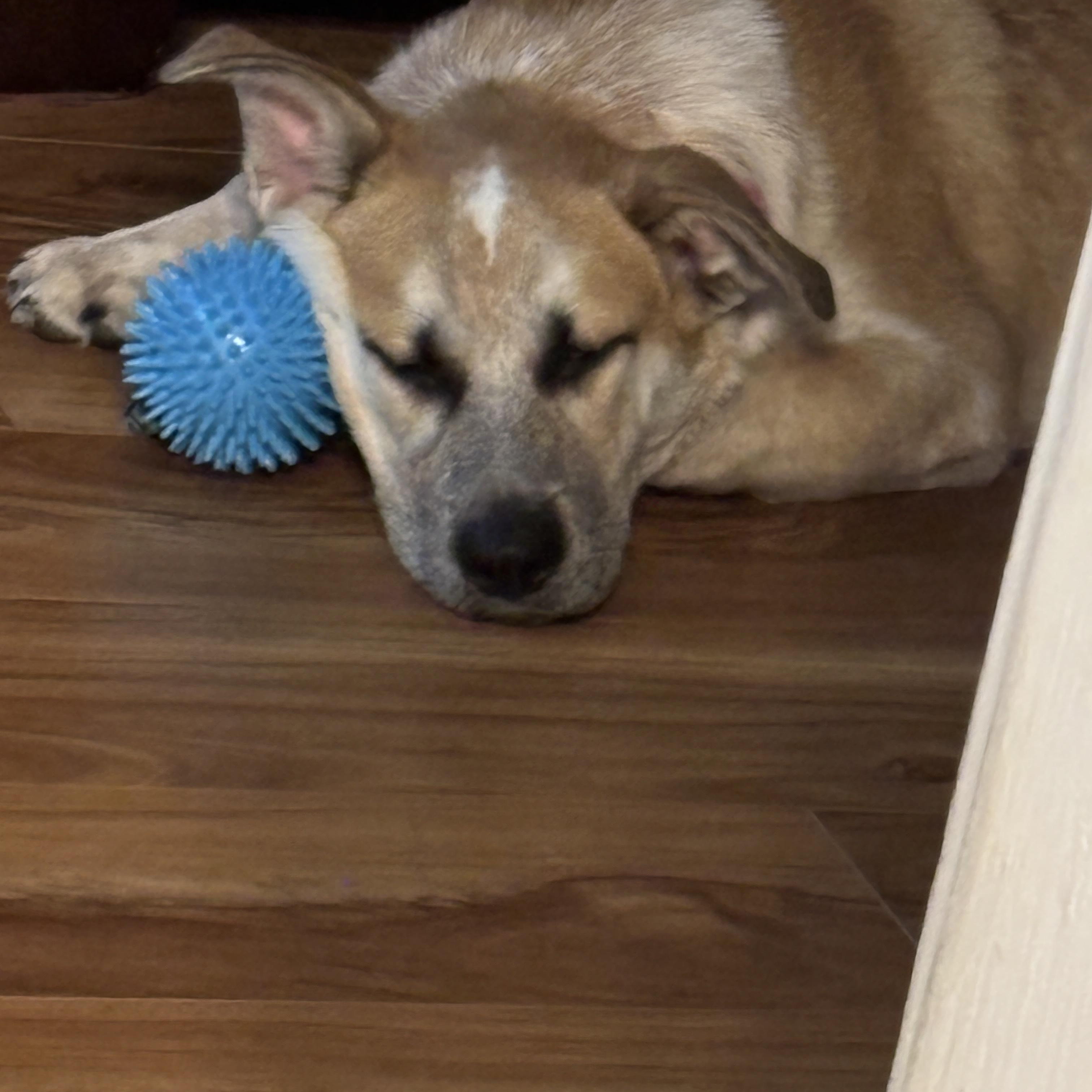 Maya, Adoptable, Young Female Corgi & German Shepherd Dog.