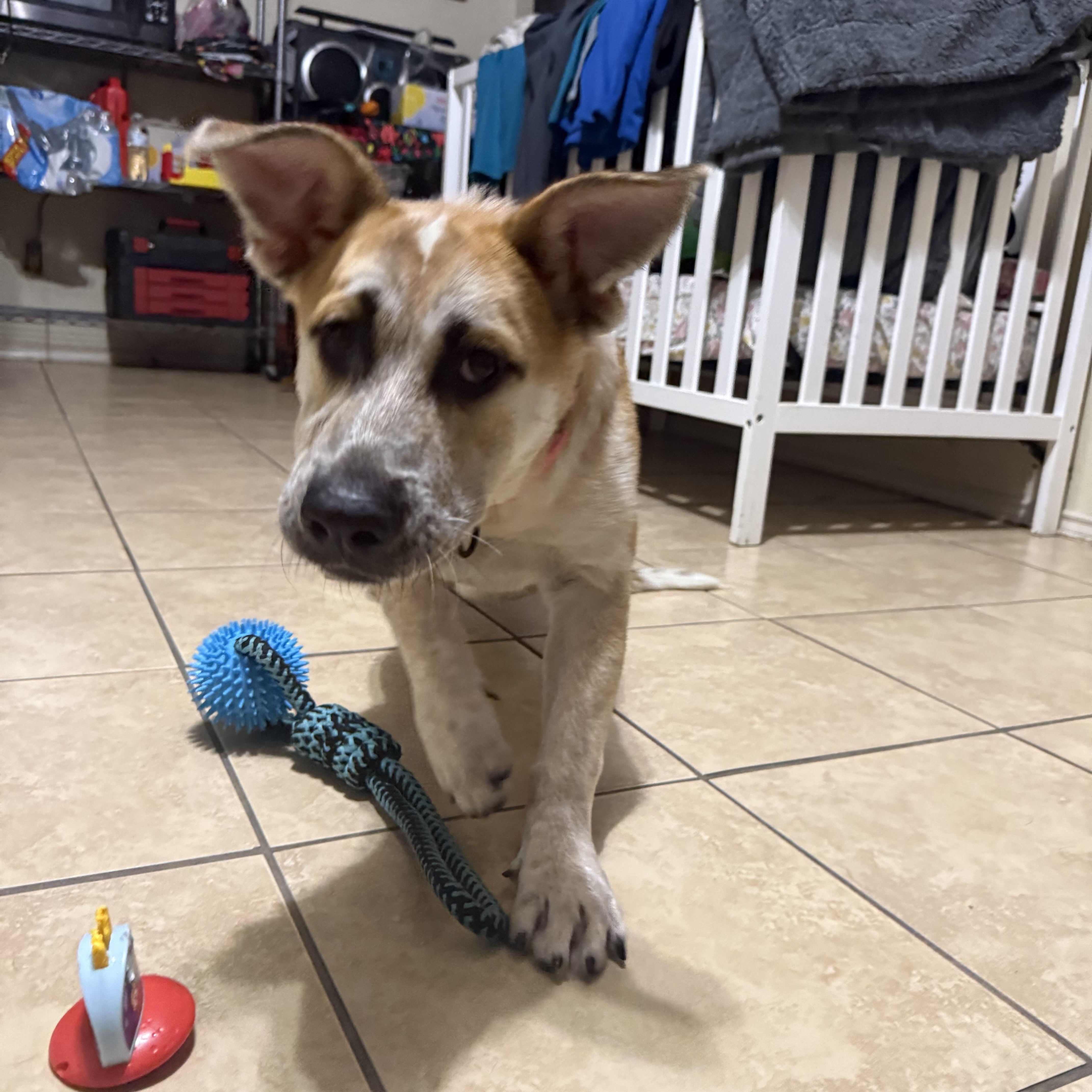 Enlarge Maya, a Adoptable mixed breed in San Antonio, TX image 5/5