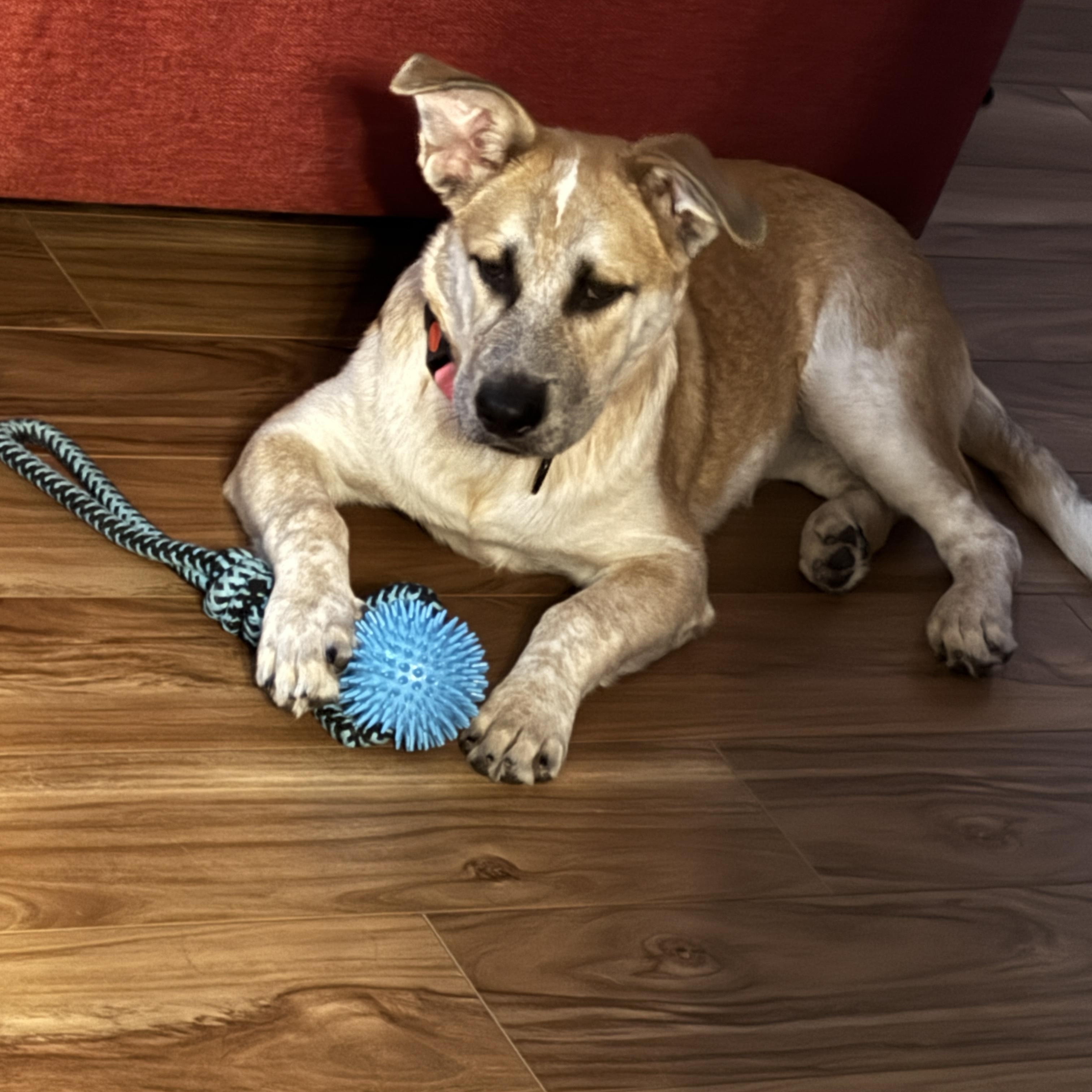 Enlarge Maya, a Adoptable mixed breed in San Antonio, TX image 3/5