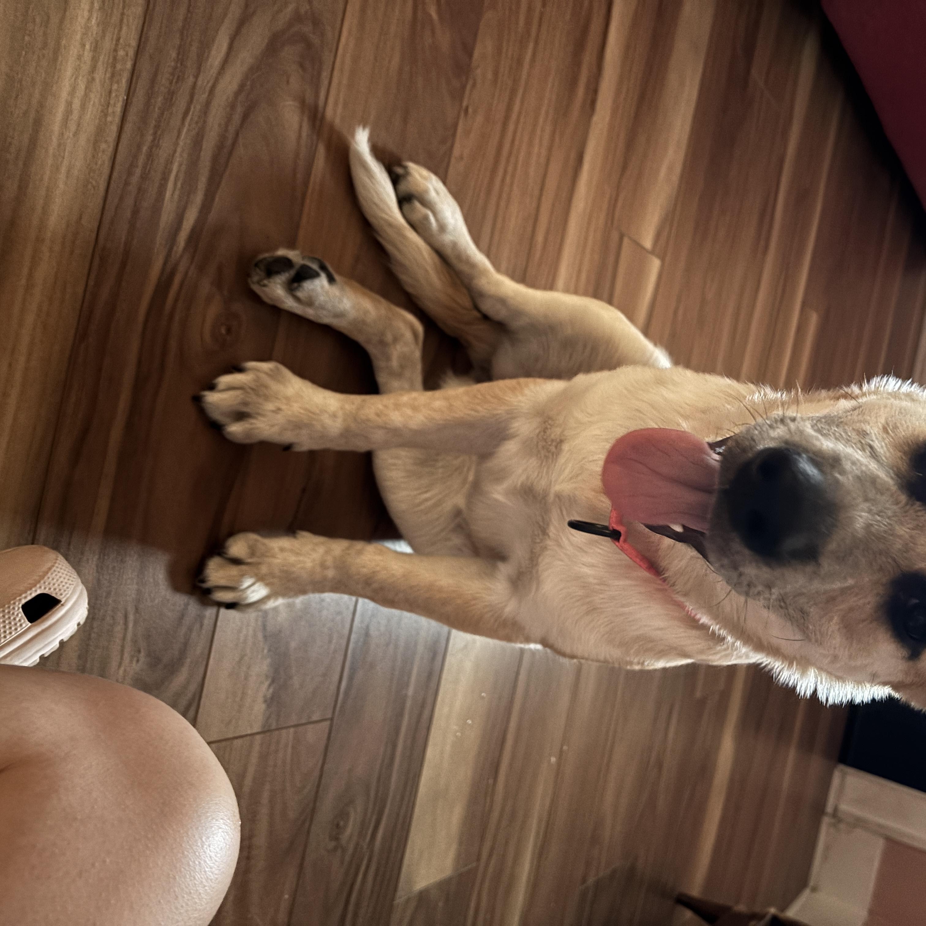 Enlarge Maya, a Adoptable mixed breed in San Antonio, TX image 2/5