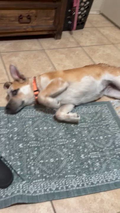 Enlarge Maya, a Adoptable mixed breed in San Antonio, TX video 4/5