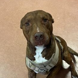 Enlarge Diesel - In Foster, a Adoptable mixed breed in Rapid City, SD image 1/3