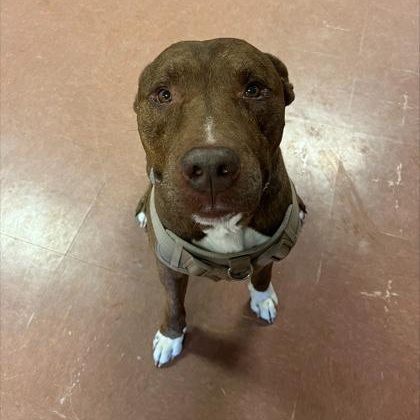 Enlarge Diesel - In Foster, a Adoptable mixed breed in Rapid City, SD image 2/3