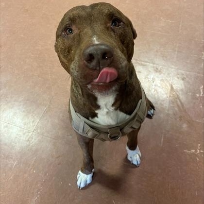 Enlarge Diesel - In Foster, a Adoptable mixed breed in Rapid City, SD image 3/3