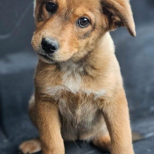 Orla, adopted, Puppy Female Shepherd & Australian Cattle Dog / Blue Heeler.