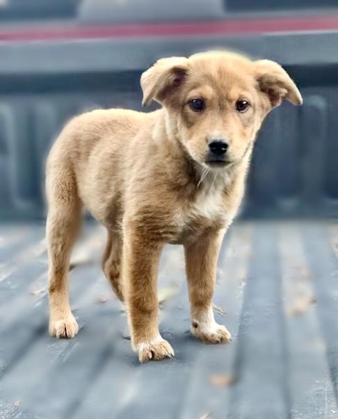 Enlarge Orla Adopted arriving soon, a Adoptable mixed breed in South Portland, ME image 2/3