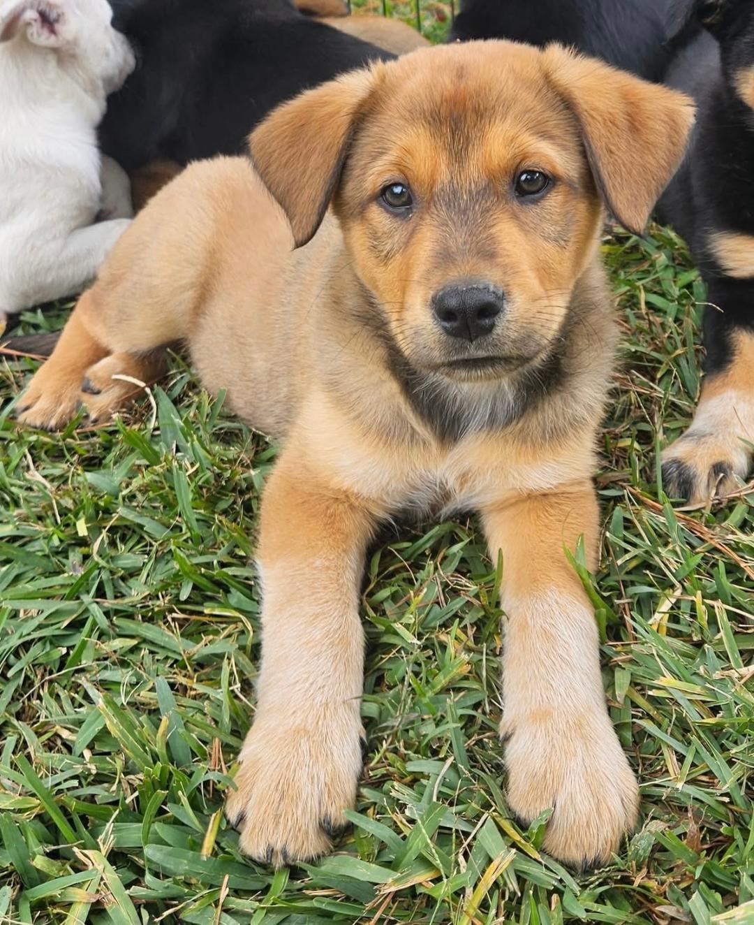 Enlarge Orla Adopted arriving soon, a Adoptable mixed breed in South Portland, ME image 3/3