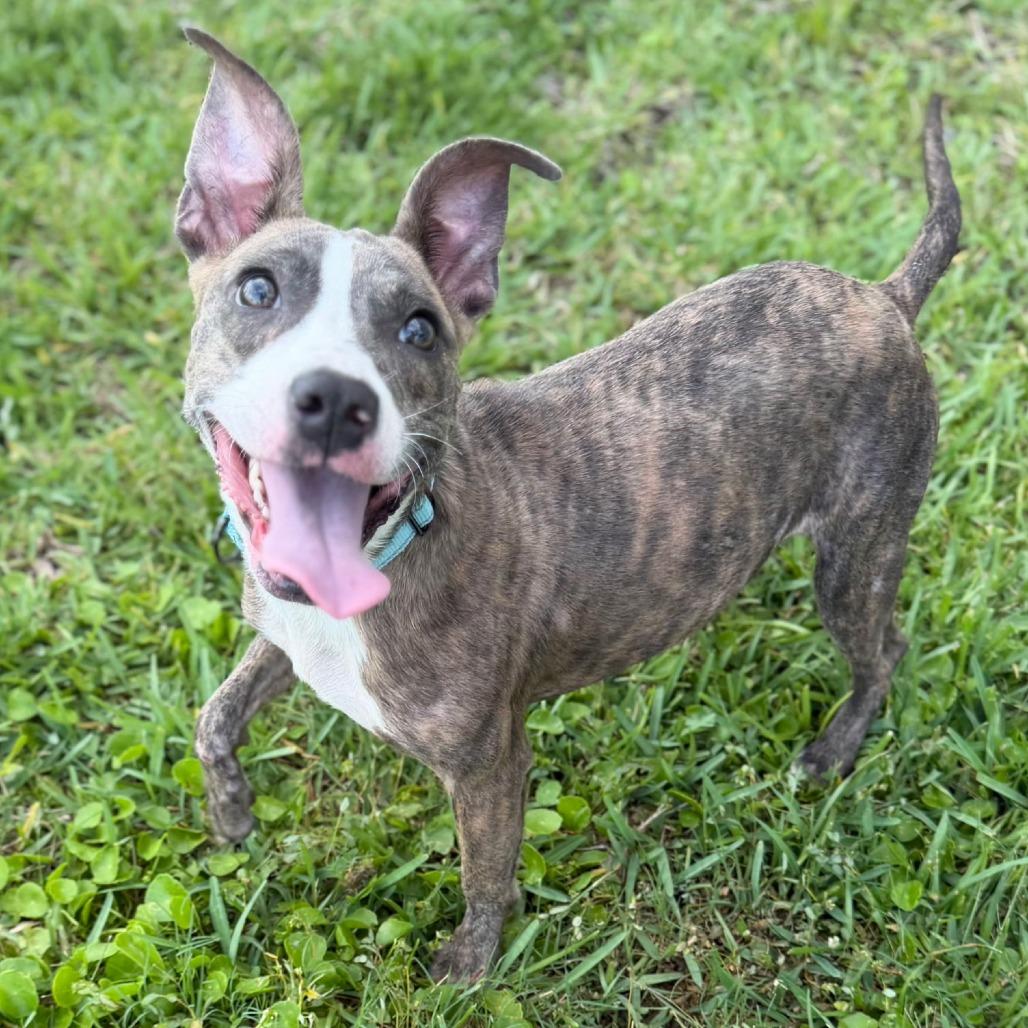 Enlarge Pawdora, a Adoptable Mixed Breed in Bradenton, FL image 1/1