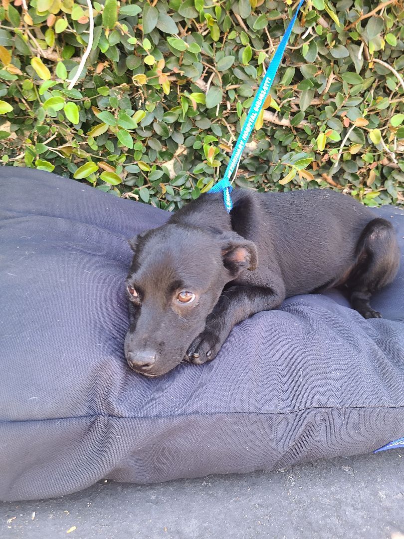 Enlarge Rony, a Adoptable mixed breed in Los Angeles, CA image 1/12